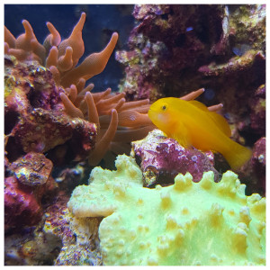 Publication de Artilm