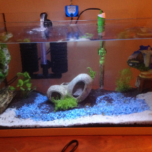 Publication de Nelson75