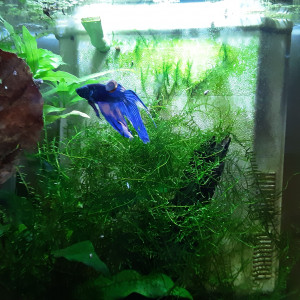 Aquarium betta