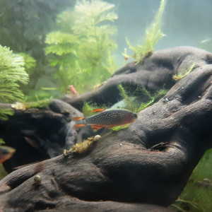 Publication de Gribouille