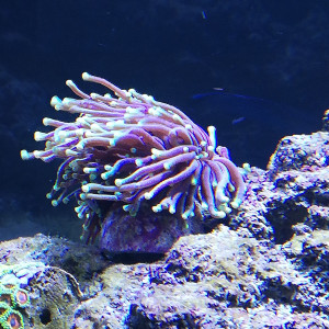 Publication de Drtus