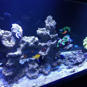 Publication de Drtus