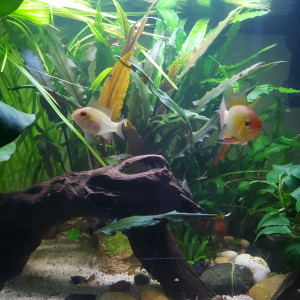 Publication de Mevew