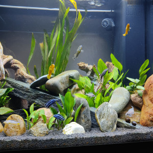 Publication de Jerluma