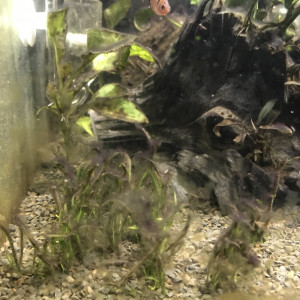 Publication de Adamadam