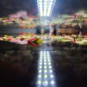 Publication de Figaro37