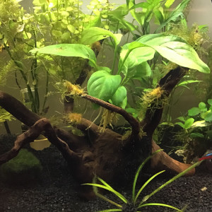 Publication de MossBall