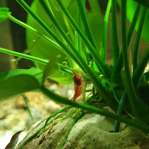 Publication de Ellaskelly