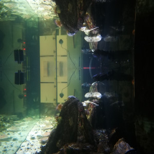 Publication de regis-saint-martin