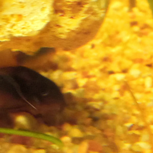 Publication de LeDuc