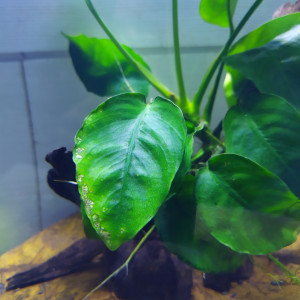 Publication de axyloul