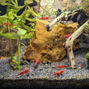 Publication de gibet_b