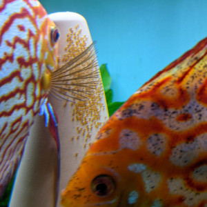 Publication de Blogui