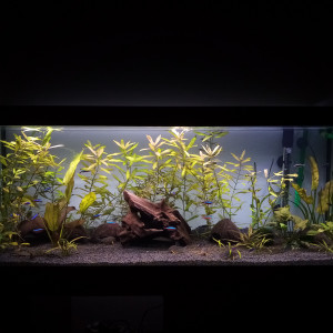 Aqua 2