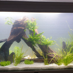 Publication de Azl44390