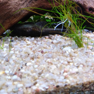 Publication de Kaeris