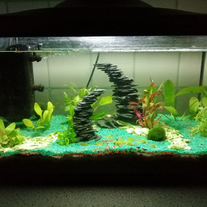 Poissons