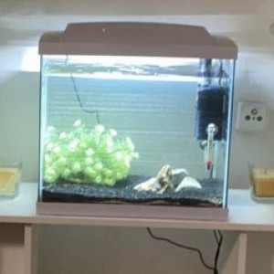 50 litres