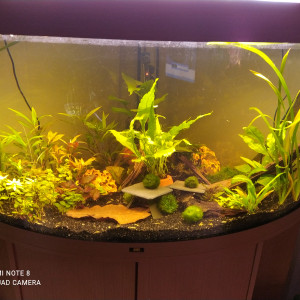 Trigon 350 Juwel Biotope Amazonien naturel