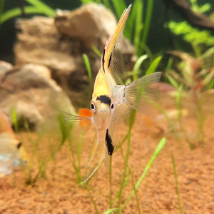 Publication de Rich09