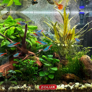 ZOLUX NANOLIFE 18L