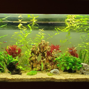 Juwel300l