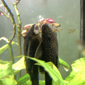 Publication de tdd69