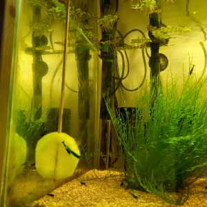 Olivershrimps