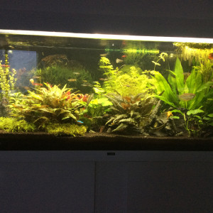 Publication de Vieroff83