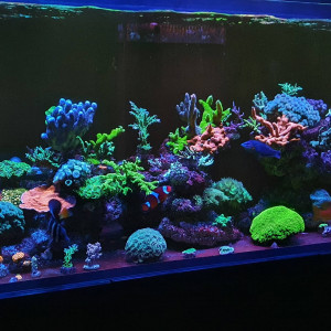 Reefer 450