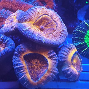 Publication de Dav01