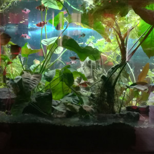 Publication de ArtemusKlegg