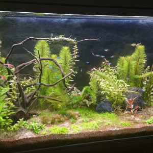 Mon aquarium