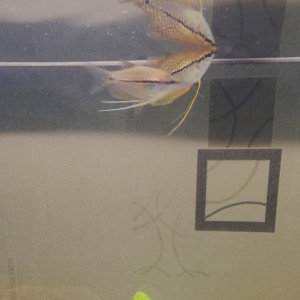 Gourami perlé femelle