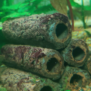 Publication de Rheadies