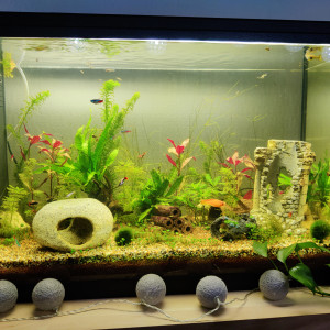 Publication de Rheadies