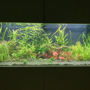 Biotope amazonien
