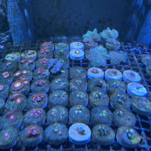 Publication de Thibaut59150