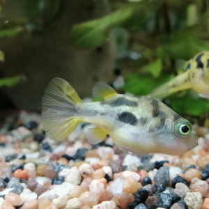 Publication de dams-soa