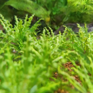 Publication de BennyHeal