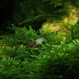 Publication de TortueGeniale91