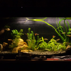 Publication de Czhug