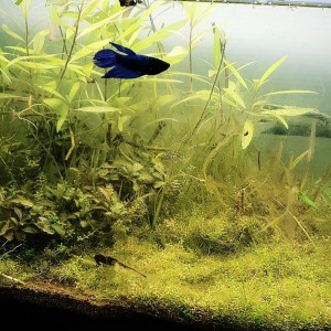 60l spe full blue rili
