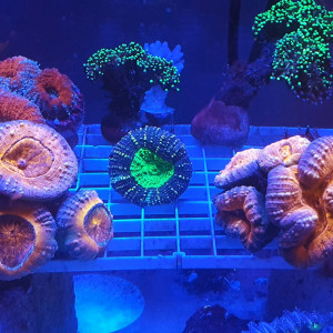 Lobophyllia garden