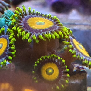 Publication de Dav01