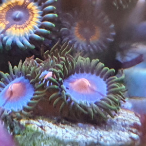 Publication de Dav01