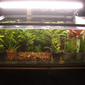 Publication de Czhug