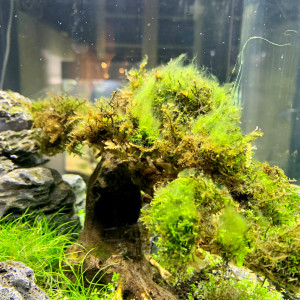 Publication de FAB77890