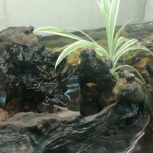 Publication de dams-soa