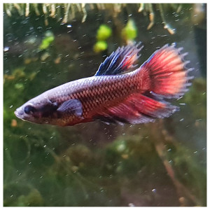 Publication de Artilm